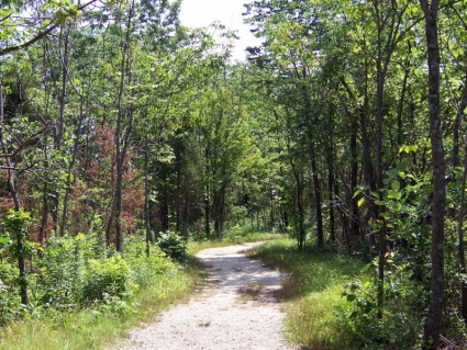 caminho no bosque