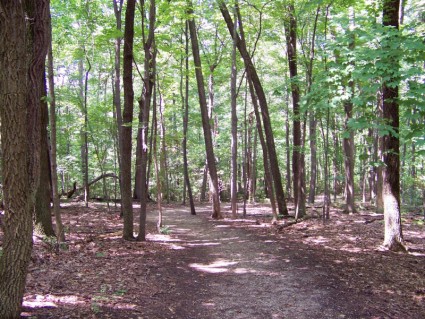 caminho no bosque
