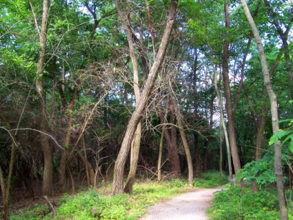 เส้นทางเป็นป่า