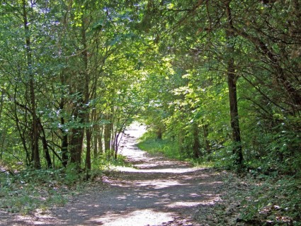 ścieżka do lasu