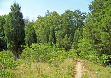 الطريق إلى الغابة
