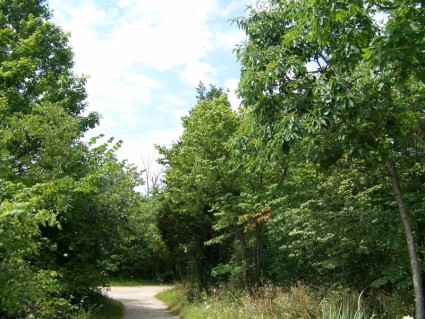 樹林中的路徑