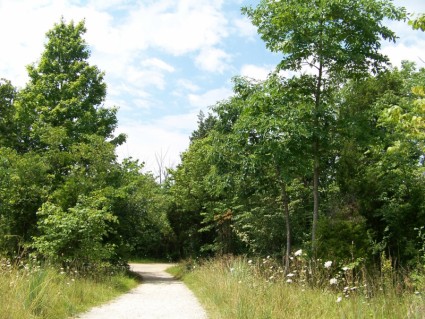 jalan melalui pohon-pohon