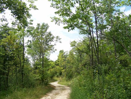 樹林中的路徑