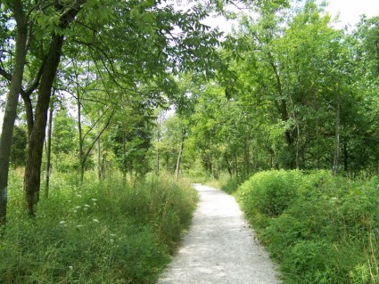 Path Through The Trees