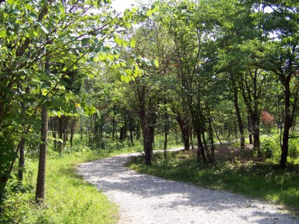 caminho por entre árvores