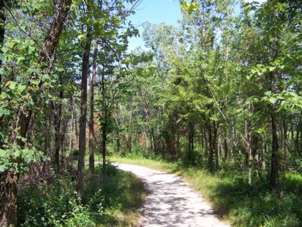 caminho através dos bosques