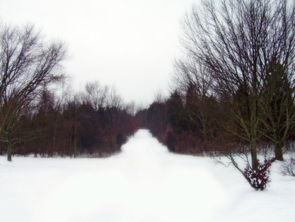 Pfad durch Wald im Schnee