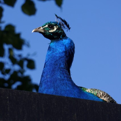 Pavo cristatus peacock tỷ blue