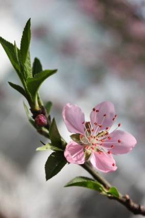 Primavera de flor de cerejeira flor de pêssego