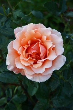 Pfirsich rose farbig