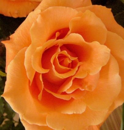 Peach Colored Rose