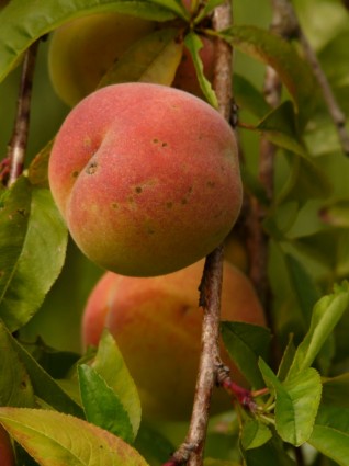pohon persik persik Mala persicum