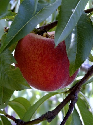 persik produk daun