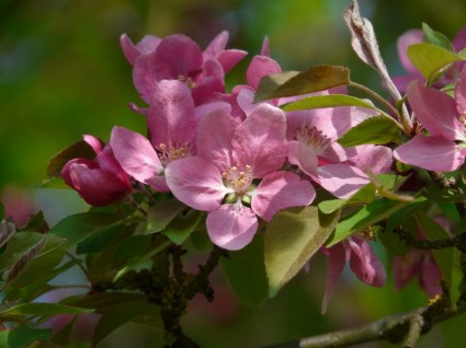 floración de árbol de flor de durazno durazno