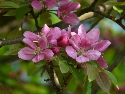 floración de flor de árbol de durazno durazno