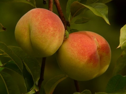 persik pohon persik Mala persicum