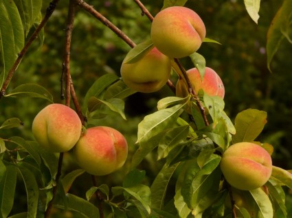 Peaches pêcher malum persicum