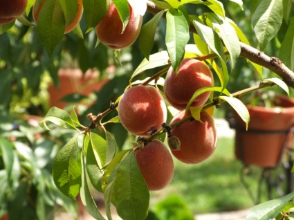 桃子壁纸水果性质