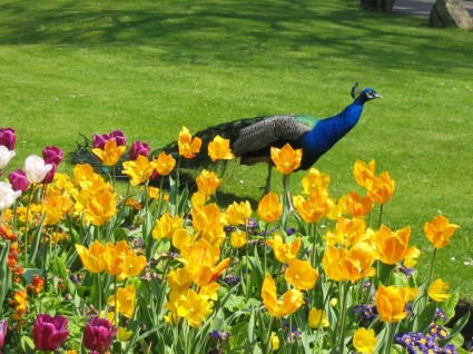 Peacock et fleurs