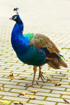 Peacock chim