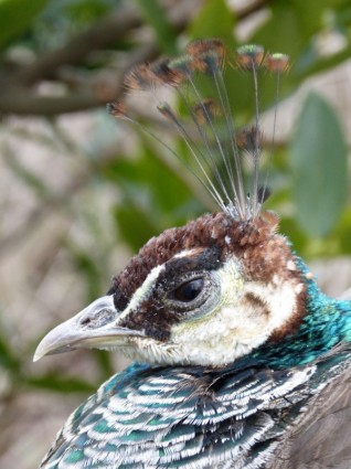 Peacock chim động vật