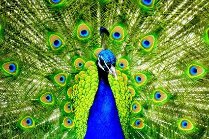 closeup imagen de pavo real