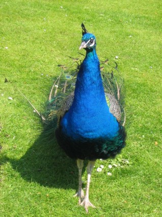 Peacock trên cỏ
