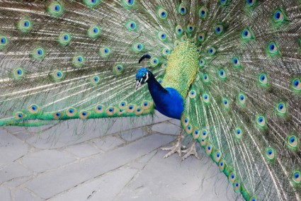Peacock đang hiện lông