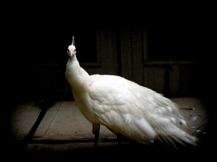 animal de pavão branco