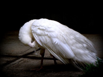 oiseau paon blanc