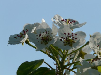 PEAR bunga blossom pear