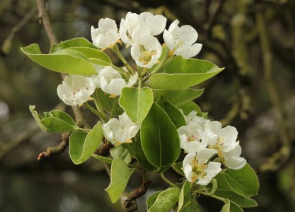 Pear Blossom White Tender