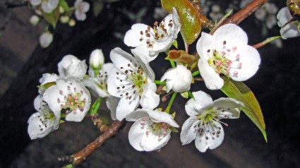 Birne-Blüten