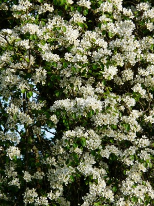 fleurs de poire blanches
