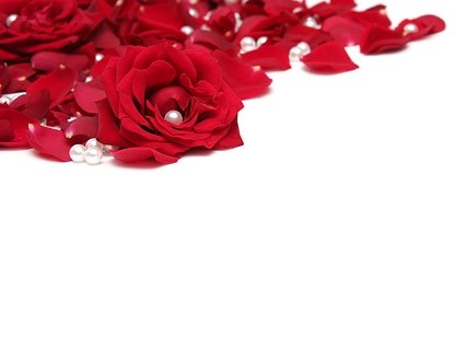 赤いバラの花びら写真の真珠