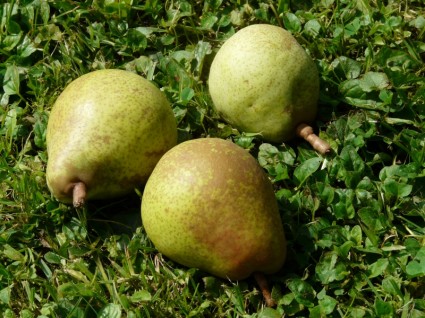 cosecha de peras del Prado