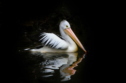 aves do mar de pelicano