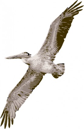 Pelican clip-art