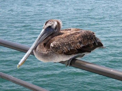 Pelikan thront auf einem Pier Geländer