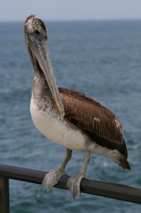 Pelican encaramado en una barandilla de muelle