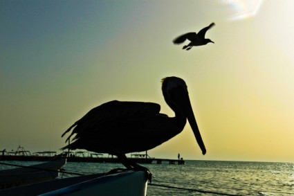 Pelican siluet burung
