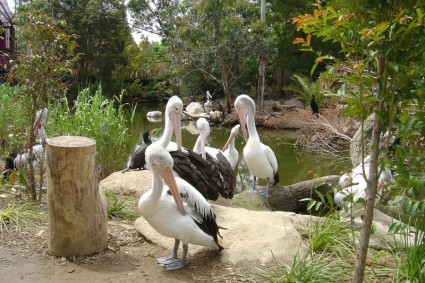 ธรรมชาตินก pelicans