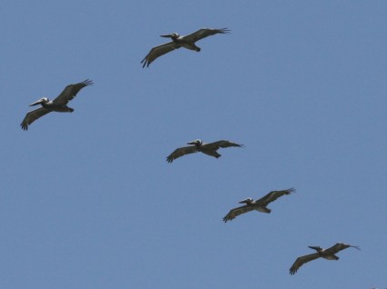 Pelikane fliegen overhead
