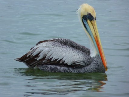 Pelikan wody ptak