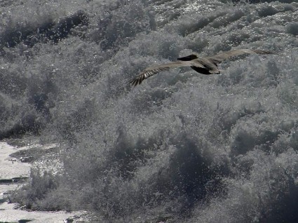 Pelikan Welle gleiten