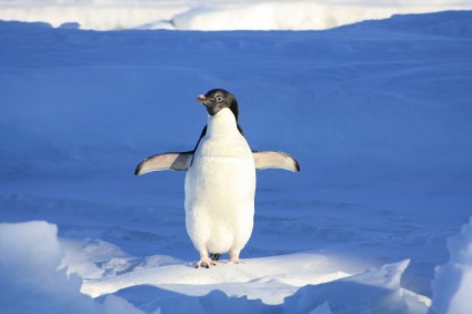 azul engraçado pingüim