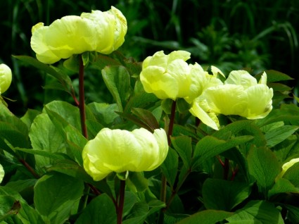 flor de peônia amarelo