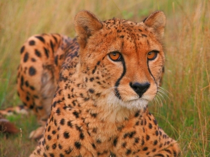 pepo cheetah tapety zwierzęta gepardy