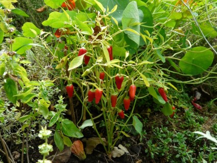 lada tanaman paprika polong